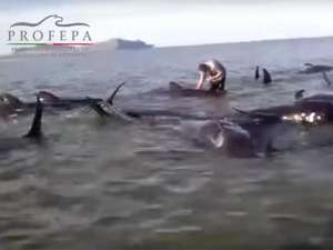 Сразу 27 гринд - дельфиновых размером с небольших китов - выбросились на мелководье в штате Нижняя Калифорния. Фото:  youtube.com / PROFEPA MX