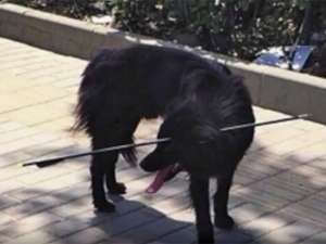 В Пекине защитники животных в четверг, 19 мая, спасли бездомную черную собаку, бродившую с 70-сантиметровой стрелой в голове по "Зоне искусств 798" на северо-востоке города. Фото: youtube.com
