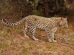 Леопард на Кавказе. Фото: http://anapacity.com
