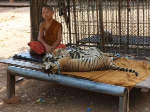 Из знаменитого буддийского монастыря в Таиланде вывозят тигров. Фото: Города и Страны / Антон Крылов