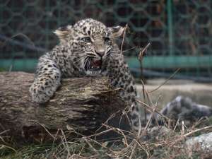 Неподалеку от Сочи, в Центре разведения и реабилитации переднеазиатского леопарда, ученые должны вот-вот приступить к реинтродукции леопардов в горах Кавказа. Фото с сайта Lenta.Ru
