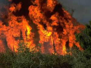 Верховые лесные пожары. Фото: http://izvestia29.ru/