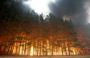 Лесные пожары. Фото: http://www.vodalos.ru