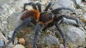 На снимке недавно обнаруженный паук. Kankuamo marquezi. Фотография Dirk Weinmann.
