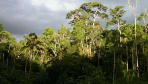  Инвентаризация деревьев Амазонии обнаружила более 11 тысяч описанных и около 4 тысяч неизвестных видов. Фото Hans ter Steege.