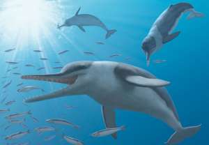 Иллюстрация того, как мог выглядеть древний зубатый кит, обладавший способностью к эхолокации. © A. Gennari