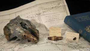 Череп млекопитающего, который был обнаружен в 1951 году на Аляске, принадлежит предку гангского дельфина, обитавшему в субарктических водах 25 миллионов лет назад.