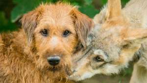  Собака Фрея и волк Эту из австрийского Центра исследования волков. Фото Rooobert Bayer.