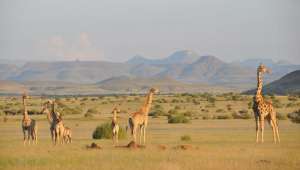 Стадо ангольских жирафов в северо-западной Намибии. Фото Julian Fennessy.