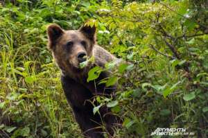 Больше всего людей в последнее время пострадали от медведя. Фото: АиФ/ Фото: Ирина Якунина