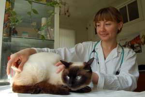 Ветеринария - профессия, замешанная на гуманизме. Фото: Алексей ФОКИН