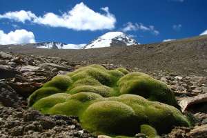 Высшие растения установили неожиданный рекорд произрастания на высокогорье. Ученые обнаружили сразу несколько образцов в 6 км над уровнем моря.