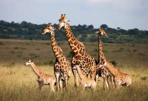 Giraffes / Shutterstock