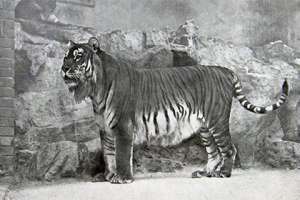 Каспийский тигр. Фото: Wikipedia