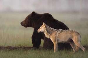 Международная группа ученых показала, что скандинавские и американские волки убивают реже в присутствии бурых медведей. Результаты работы опубликованы в журнале Proceedings of the Royal Society B.