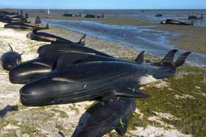 Сотни гринд (черных дельфинов) выбросились на побережье залива Голден, что на севере Южного острова Новой Зеландии. Фото: Reuters