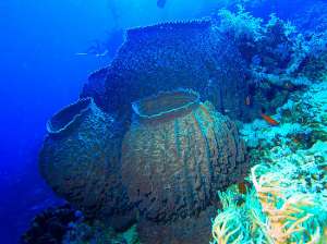 Конец света, по мнению ученых, переживут морские губки. Фото: ru.wikipedia.org