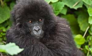 Горная горилла -- один из видов, пострадавших от изменения климата. Photo by Liana Joseph.