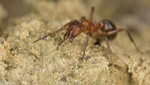 Энтомологи обнаружили пример удивительного сотрудничества двух совершенно разных муравьёв, которые вместе проживают в одном гнезде. Фото Global Look Press.