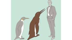 Сопоставление размеров императорского пингвина, полутораметрового пингвина и человека ростом 180 см. © GERALD MAYR