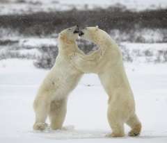 В природе белых медведей можно встретить только в Арктических широтах, вблизи Северного полюса (Фото: Sergey Uryadnikov, Shutterstock)