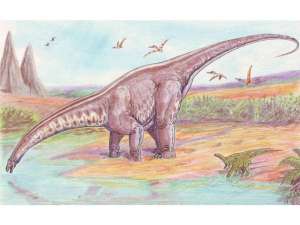 Апатозавр. Wikimedia Commons
