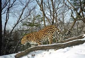 Дальневосточный леопард. Фото предоставлено Обществом сохранения диких животных (WCS); Биолого-почвенным институтом (БПИ ДВО РАН).