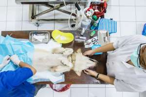 За рубежом действуют программы стерилизации бродячих животных. Фото: EPA