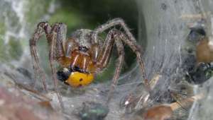 Яд воронковых водяных пауков потенциально может минимизировать последствия инсульта. Фото Global Look Press.