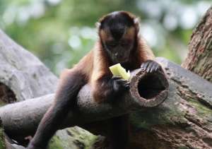 Фруктовая диета помогла приматам поумнеть. (Фото: Tanner Tan / Flickr.com.)