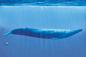 Невероятные размеры усатых китов ученые связали с фильтрующим питанием, миграциями и наступлением глобального похолодания.
