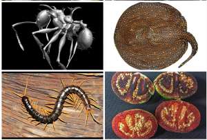 Сколопендра-«амфибия», паук-шляпа, муравей-дракон, дьявольская орхидея и другие новые виды живых существ, сумевших удивить биологов в прошлом году.