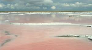 Соляное озеро на юго-западе Сибири с белыми соляными кристаллами галита; розовый оттенок воде придают живущие в озере археи. (Фото: Дмитрий Сорокин / Delft University of Technology.)