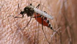 Исследователи нашли ещё один возможный негативный эффект, который оказывает на организм малярия. Фото Global Look Press.