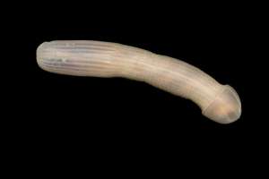Сипункулида или арахисовый морской червь. Robert Zugaro / Victoria Museums / CSIRO
