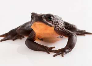 Черная плоскогорная жаба Джамбато (Atelopus ignescens) / Centro Jambatu de Investigaci&amp;#243;n y Conservaci&amp;#243;n de Anfibios / anfibiosecuador.ec