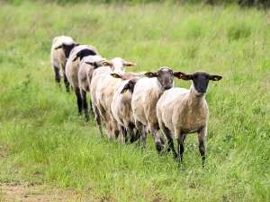 80 овец погибли на юго-востоке Турции, совершив массовое самоубийство. На глазах у пастуха животные прыгали со скалы — одно за другим. Иллюстрация pixabay.com