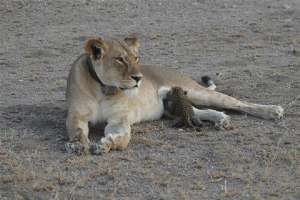 В одном из национальных парков Танзании произошло невероятное для дикой природы событие: львица позаботилась о детеныше леопарда. Биологи объясняют, почему такое практически невозможно и чем это закончится. Фото: Joop Van Der Linde/Ndutu Safari Lodge
