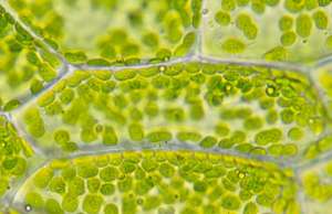 Клетки папоротника с зелеными хлоропластами. (Фото: Carolina Biological Supply Company / Flickr.com.)