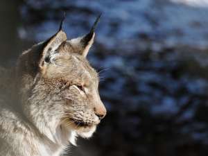 Рысь (Lynx lynx) / B&amp;#246;hringer Friedrich/Wikimedia Commons
