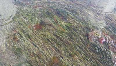 Выделенное из морской травы соединение оказало выраженное терапевтическое действие при лечении рака. Фото Yuriy Kvach/Wikimedia Commons.