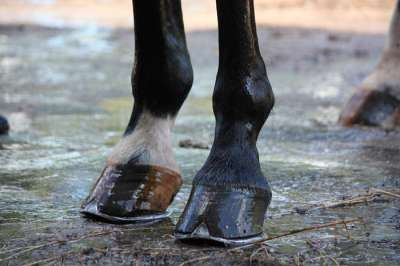 На каждой ноге у современных лошадей только один палец – зато какой! (Фото: virgonira / Depositphotos.)