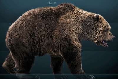 Реконструкция пещерного медведя. wikipedia.org