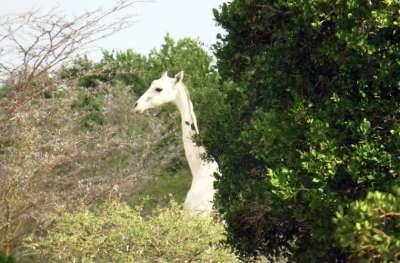 Кенийские рейнджеры, осматривающие территорию заповедника на северо-востоке страны, смогли снять на видео двух редчайших белых жирафов. © Jamie Manuel