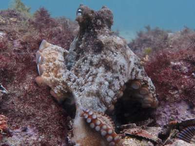 Octopus tetricus / Peter Godfrey-Smith