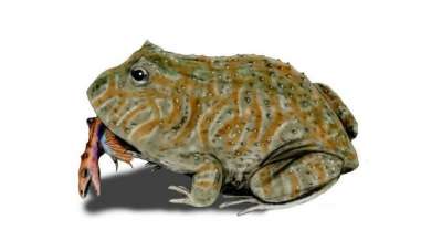Ископаемая лягушка Beelzebufo ampinga поедает мелкого динозавра. Иллюстрация Wikimedia Commons.