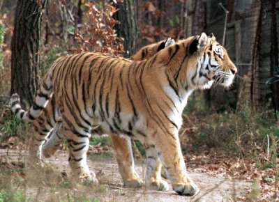 На Дальнем Востоке увеличивается популяция амурских тигров. Фото: Владимир Саяпин/ ИТАР-ТАСС.