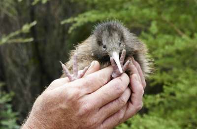 Не все птицам нужно зрение — к такому выводу пришли орнитологи, которые обнаружили в Новой Зеландии слепых, но совершенно здоровых киви.