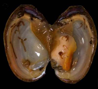 Пиявки B. kasmiana внутри раковины двустворчатого моллюска. (Фото пресс-службы Северного федерального университета.)