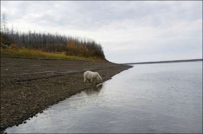 В Сети появилось видео с белым медвежонком на берегу реки Колыма, почти в 700 км от нормальной среды обитания этих животных.